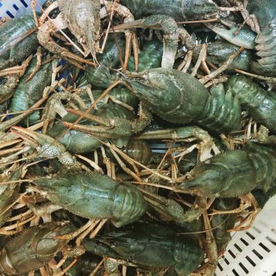 Рак 20-40 грам